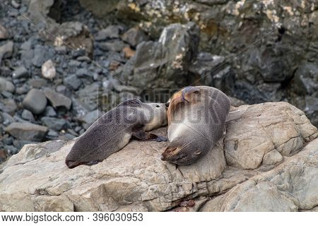 Seals On The Rocks At Ohau Point, South Island