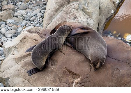 Seals On The Rocks At Ohau Point, South Island