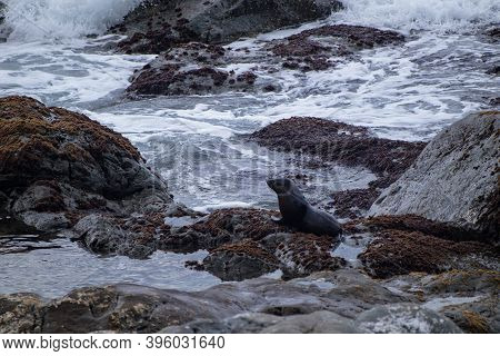 Seals On The Rocks At Ohau Point, South Island