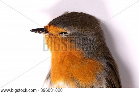 Dead Robin Red Breast Bird, Isolated On White