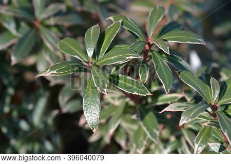 Japanese Pieris Little Heath - Latin Name - Pieris Japonica Little Heath
