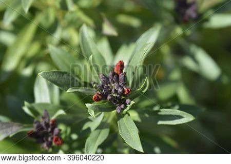 Orange Wallflower Flower Buds - Latin Name - Erysimum Cheiri