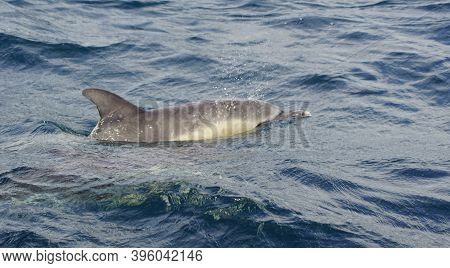 In The Irish Waters Every Year Numerous Whale And Dolphin Species Cavort. So Far, 24 Species Of Mari