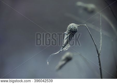 Withered Thistle Flower In Winter, Wabi Sabi Concept, Close-up With Blurred Blue Gray Background And