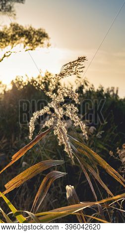 The Top Of The Blooming Reeds Against The Background Of The Rising Sun In The Morning In Autumn. Tin