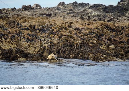 A Paradise For Seals.myross Island Is Located In The South Of Ireland In The Celtic Sea.muir Cheilte