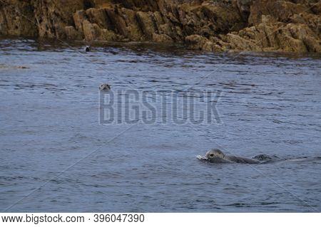 A Paradise For Seals.myross Island Is Located In The South Of Ireland In The Celtic Sea.muir Cheilte