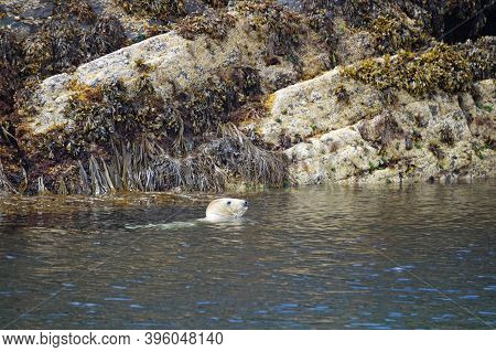 A Paradise For Seals.myross Island Is Located In The South Of Ireland In The Celtic Sea.muir Cheilte