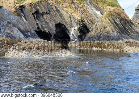 A Paradise For Seals.myross Island Is Located In The South Of Ireland In The Celtic Sea.muir Cheilte