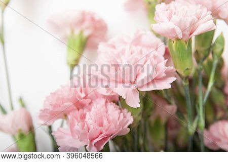 Beautiful Pink Carnation Bouquet On White Background, Gift Card, Holiday, Good Mood
