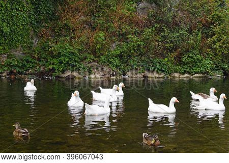 Ducks And Geese In The River In Ireland