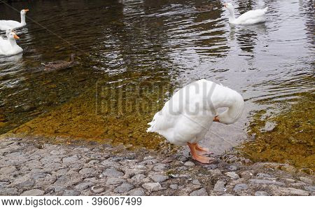 Ducks And Geese In The River In Ireland