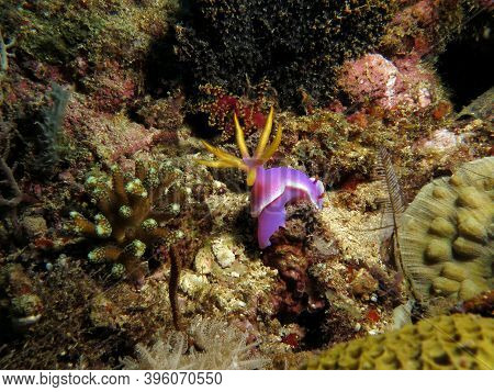 A Hypselodoris Apolegma Nudibranch Amongst Corals Boracay Philippines