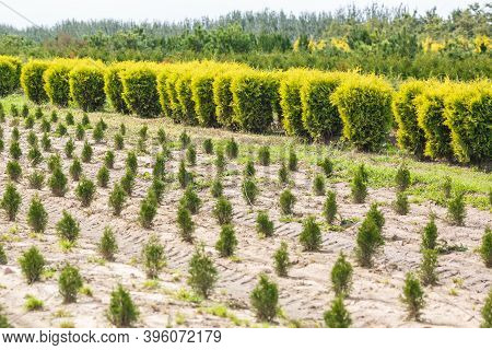 Rows Of Young Conifers In Greenhouse With A Lot Of Plants On Plantation