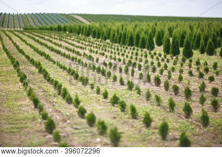 Rows Of Young Conifers In Greenhouse With A Lot Of Plants On Plantation