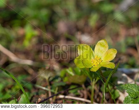 Hacquetia Epipactis Plant Blooming In Spring Forest, Green And Yellow Flower