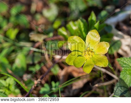 Hacquetia Epipactis Plant Blooming In Spring Forest, Green And Yellow Flower