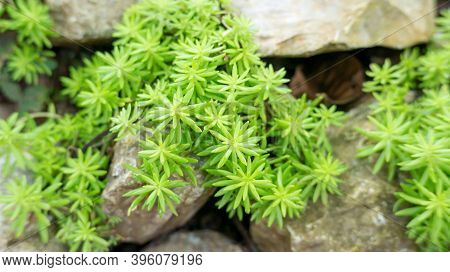 Succulent Green Creeping Sedum Plant In A Garden.