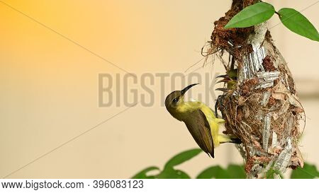Sunbird And Baby Bird In A Nest At Thailand. Olive-backed Sunbird, Yellow-bellied Sunbird, Cinnyris 