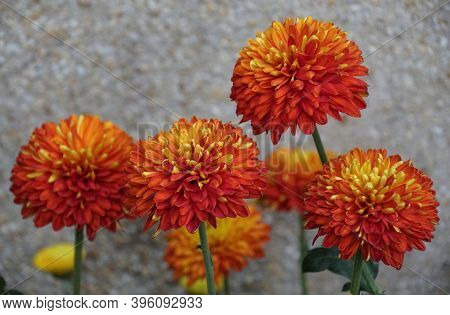 Beautiful Orange Decorative Mum 'piranga' Flowers At Full Bloom