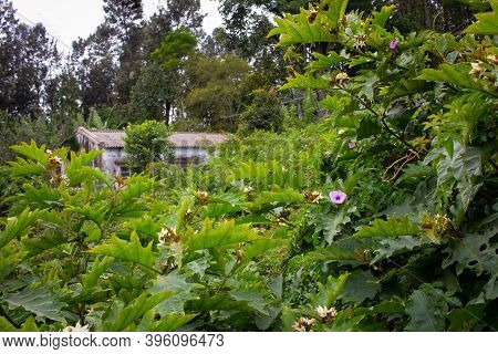 View Of A House In The Midst Of A Forest Area In Yercaud, India
