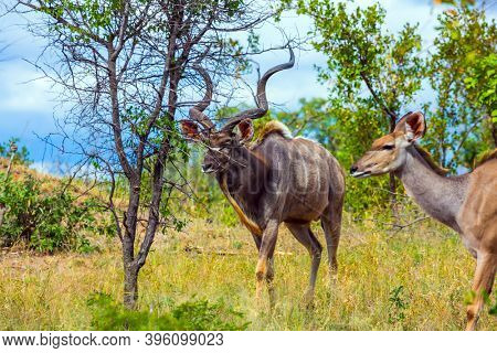 Antelope Kudu a beautiful large herbivore with branching horns. Two kudu grazes among the acacias of the savannah. South Africa. The Kruger Park. The concept of ecological and photo tourism