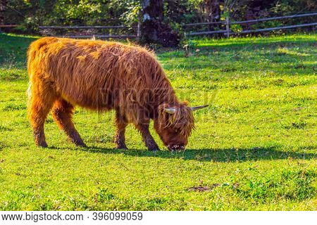 Picturesque thoroughbred horned Scottish calf graze on a grassy pasture. Logarska Valley, Slovenia. Magnificent golden autumn in the mountains. Eastern Europe, Alps. Sunny day