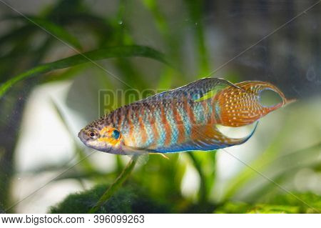 Rainbow Aquarium Fish Macropodus Swims In The Aquarium At Home.