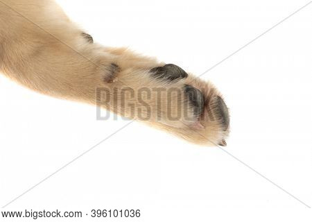 pawpad of a golden retiever dog is in the spotlight against white studio background
