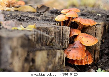 Champignon de miel sur le moignon
