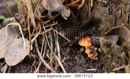 Champignon de miel sur le moignon