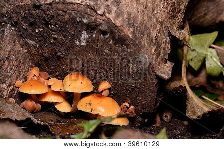 Champignon de miel sur le moignon