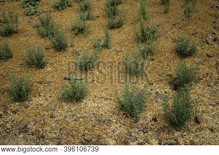 Relaxing View Of Rosemarry Palnts, Stock Photo