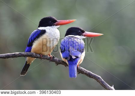Nature In Love, Beautiful Blue And Black With Brown Belly And Red Beaks Birds Sitting Together On Ol