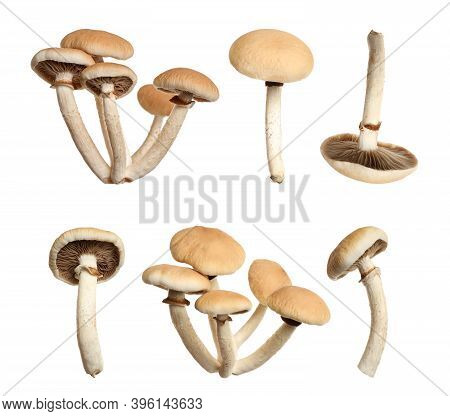 Set Of Fresh Pioppini Mushrooms On White Background