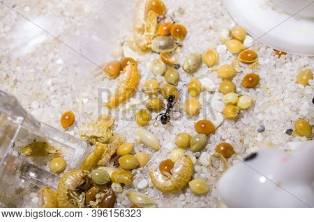 Ants Messor Structor In A Formicaria Closeup