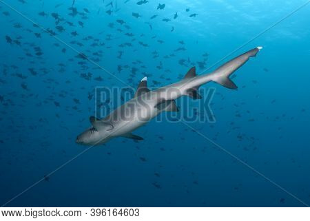 Triaenodon Obesus (whitetip Reef Shark) In The Blue. View From Below.