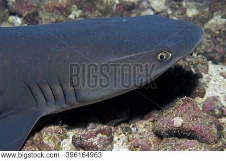 Portrait Of A Whitetip Shark (triaenodon Obesus) Resting In The Sea Floor