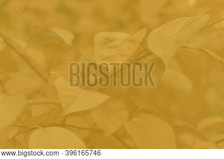 Colorful Autumnal Background With Red Leaves Close Up. Multicolored Foliage In The Park For The Cove