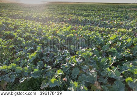 Landscape With Visible Arable Fields In The Fall With Catch Crops As A Background