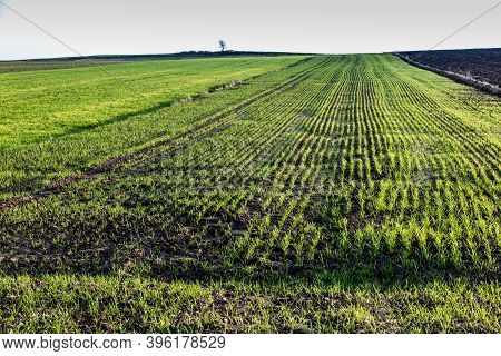Landscape With Visible Arable Fields In The Fall With Catch Crops As A Background