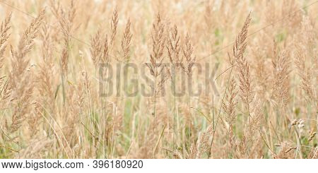 Densely Growing Grass With Flowering Panicles In The Field, Creating A Gentle Soothing Background