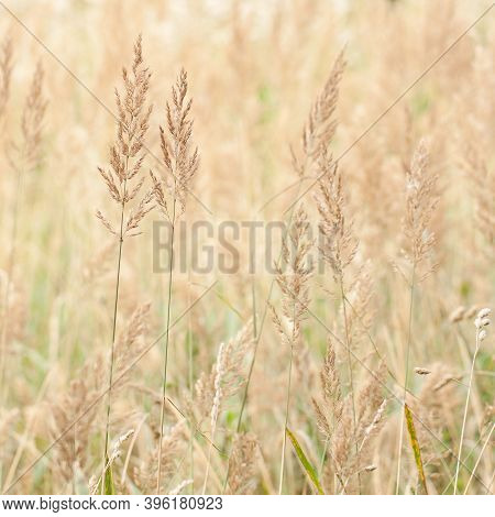 Densely Growing Grass With Faded Panicles In The Field, Creating A Gentle, Soothing Background And I