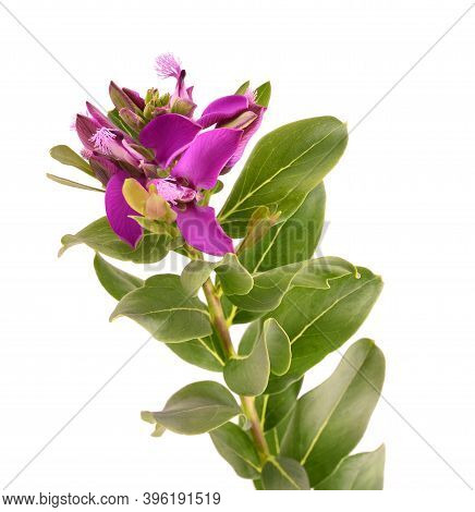 Polygala Myrtifolia Flower Isolated On White Background