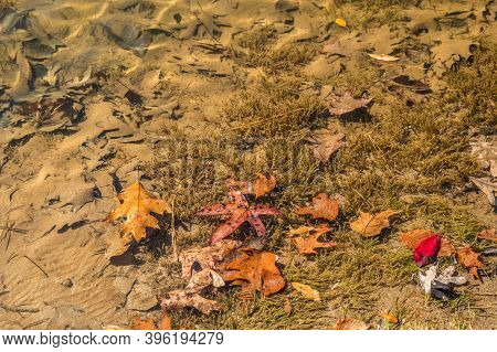 Fallen Autumn Leaves Underwater In The Lake With Some Submerged On The Bottom Covered With Sand And 