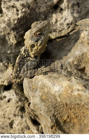 Agama stellio, Laudakia stellio (Stellagama stellio) in zoo.