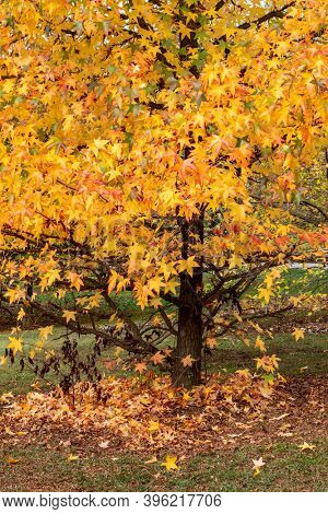 Autumn scene. Fall. Trees and leaves in sun ligh