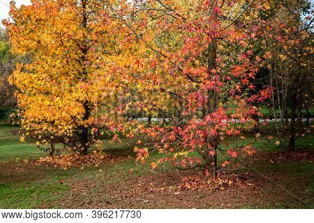 Autumn scene. Fall. Trees and leaves in sun ligh