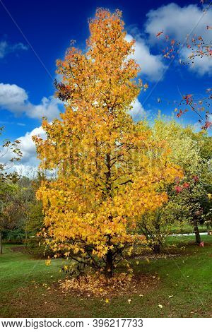 Autumn scene. Fall. Trees and leaves in sun ligh