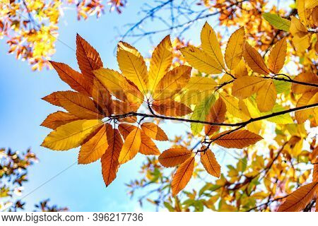 Autumn scene. Fall. Trees and leaves in sun ligh